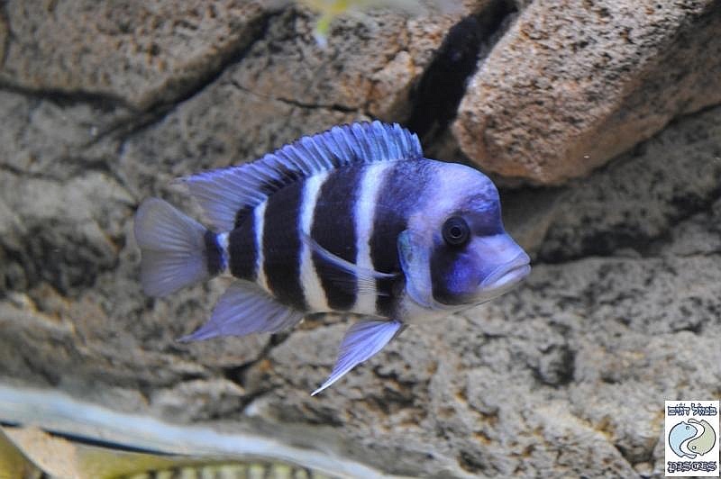 Cyphotilapia gibberosa 'Zambia'